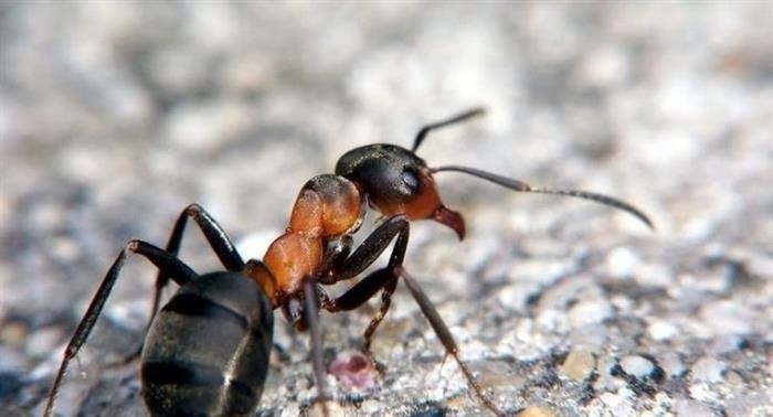 Где зимуют муравьи