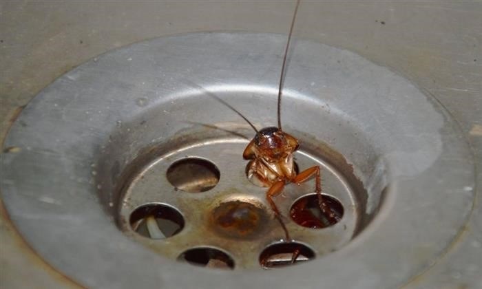 Маленькие тараканы: сколько они живут?