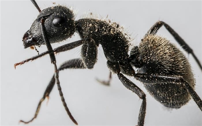 Виды муравьиных ловушек