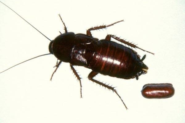 Способы избавления от больших черных тараканов