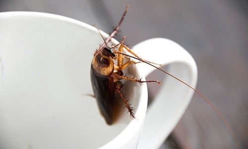 Как правильно подобрать средство дезинсекции от тараканов?