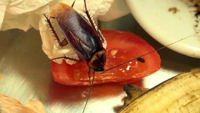 Что любят тараканы есть больше всего
