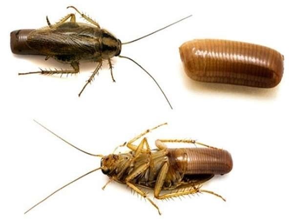 Половые различия тараканов