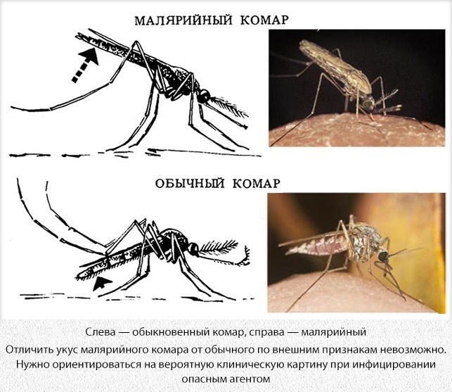 Отличие комариного укуса от других