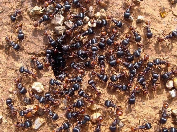 Матка домашнего муравья и образ жизни муравейника