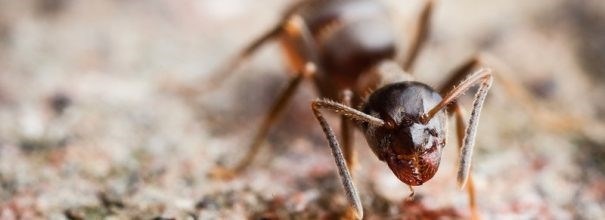 Питание муравьев и кормление матки