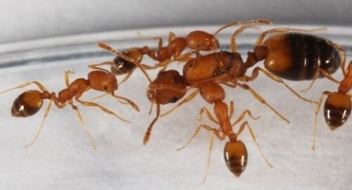 Кто такая матка муравья