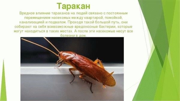 Какие болезни и инфекции переносят тараканы?
