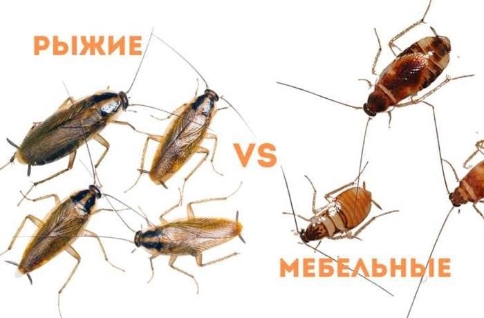 Сколько живут тараканы в квартире, где регулярно убираются