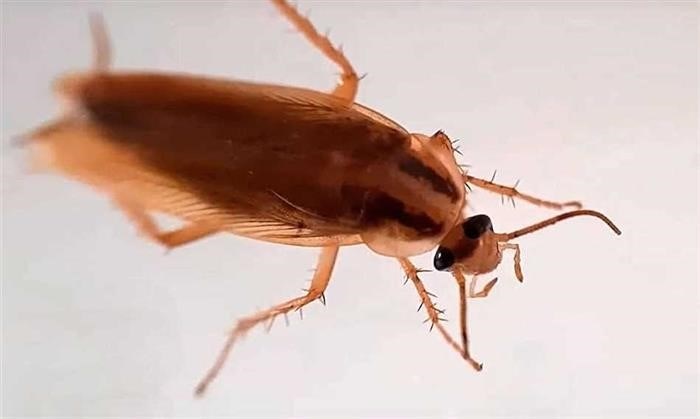 Сколько живет таракан дома и как с ними бороться