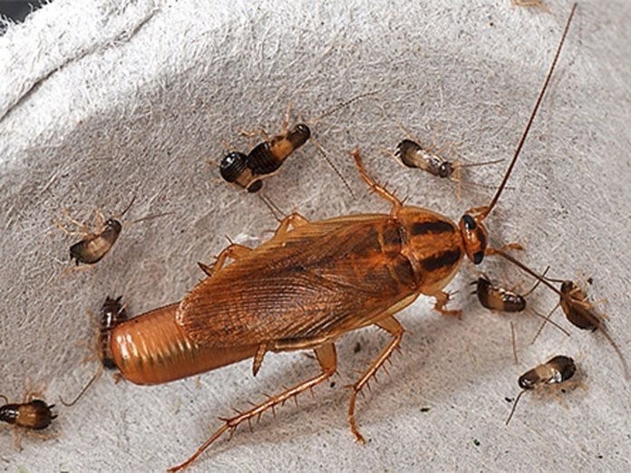 Естественные враги рыжего таракана