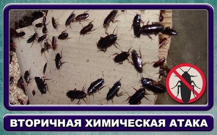 Опасности сожительства с тараканами в ванной
